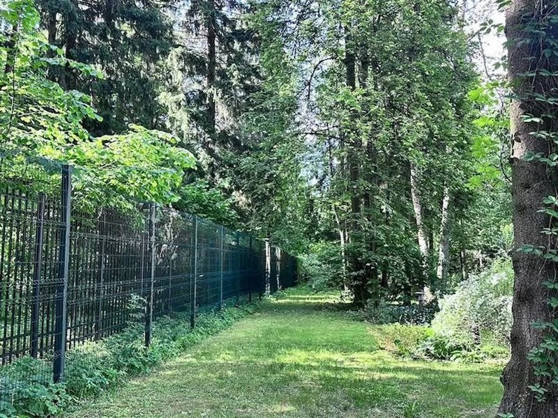 Лес за миллиард. Фото: Мир Квартир